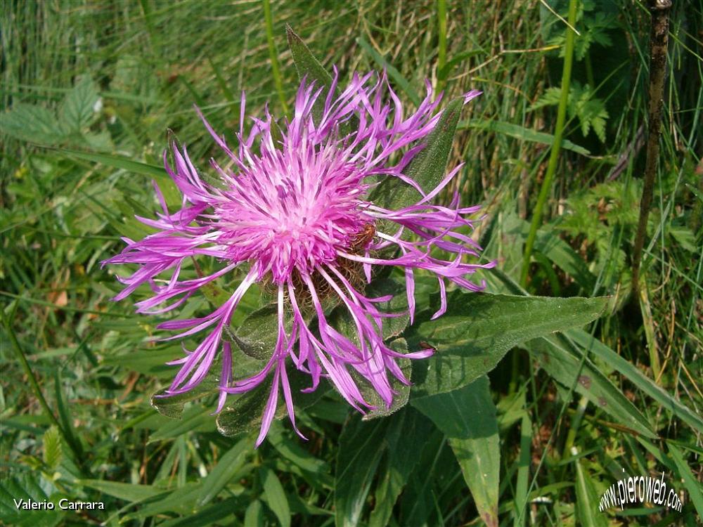 Fiori di tutte le speci nella conca dei Campelli.jpg